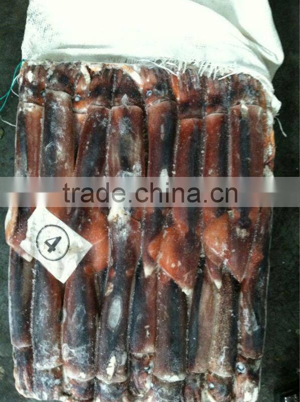 Frozen Illex Squid Producer In Argentina