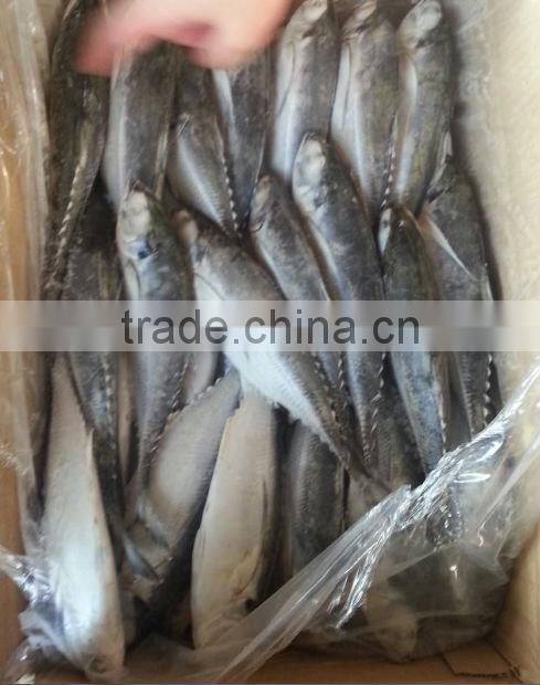 jack mackerel frozen fish food