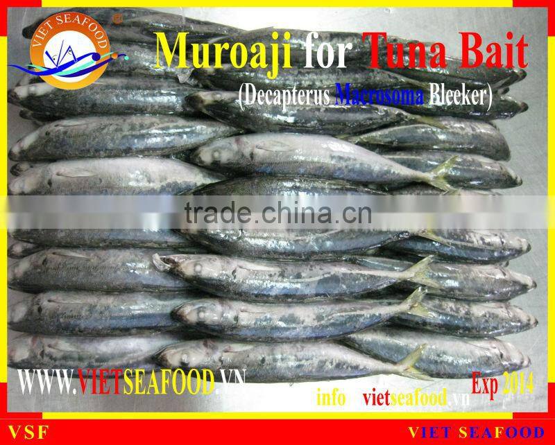 FROZEN W/R MUROAJI FOR TUNA BAIT