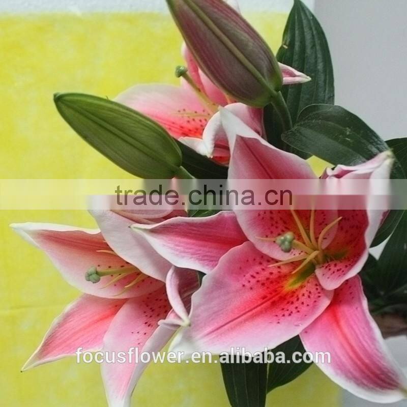 Best Quality Decorative Flower Fresh Cut Pink Lily Wholesale From Yunnan,China
