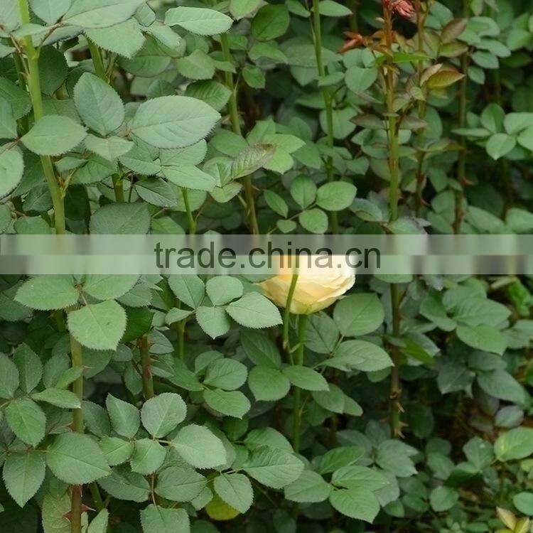 Top grade Crazy Selling wholesale tulip flowers yunnan