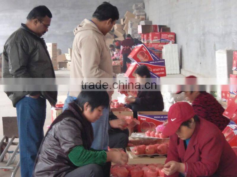 fresh apple fruit wholesale distributors fresh sugar apple for sale red chief apple