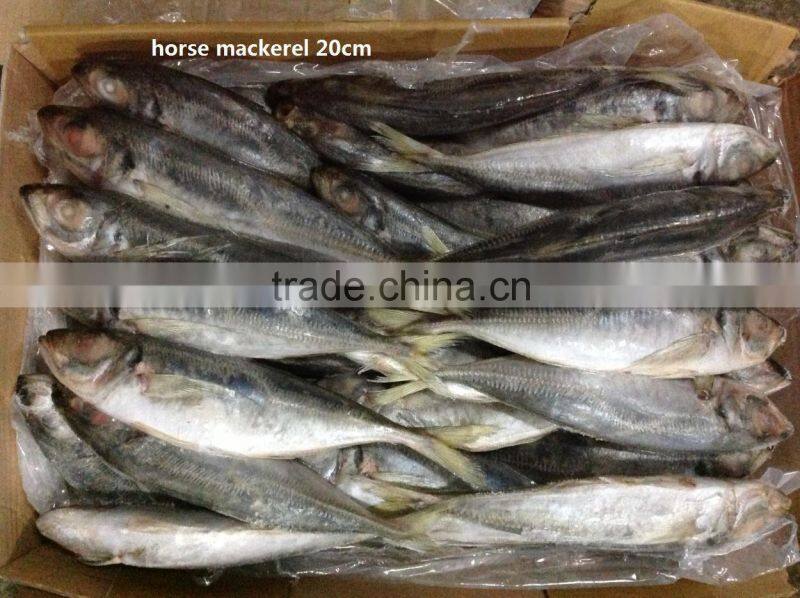 IQF Whole round Horse Mackerel