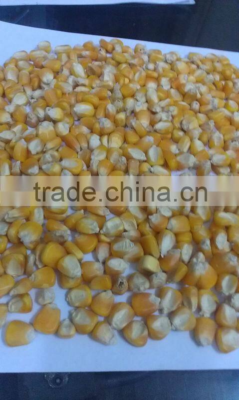 FEED GRADE YELLOW CORN