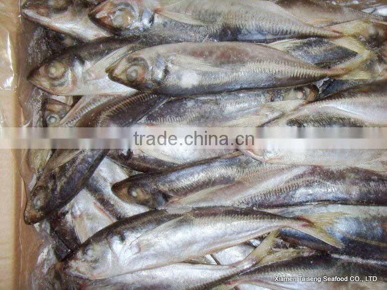 Hot Sale Mackerel Fish 20CM + Frozen Horse Mackerel