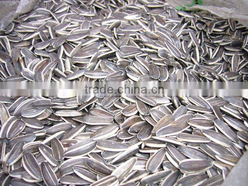 Sunflower seeds 5009