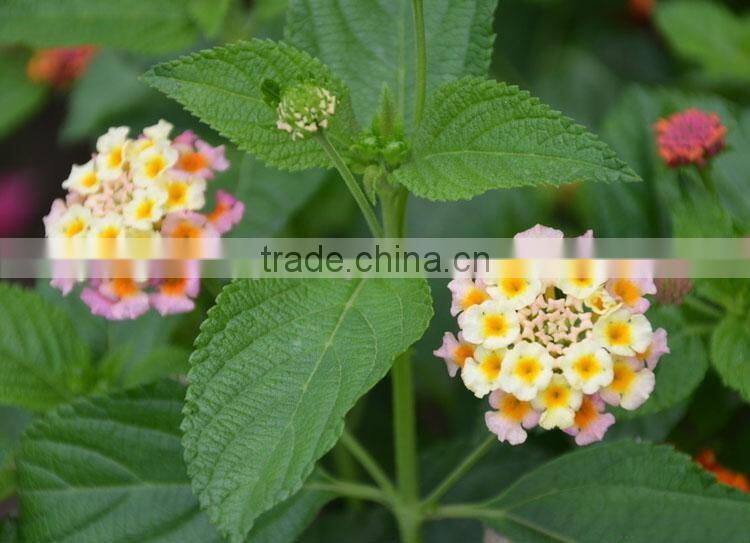 The shrub plant Lantana camara seedling