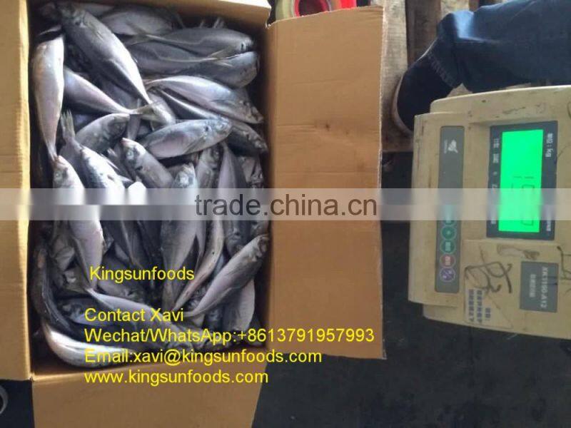Whole Sale Good Price Frozen Horse Mackerel