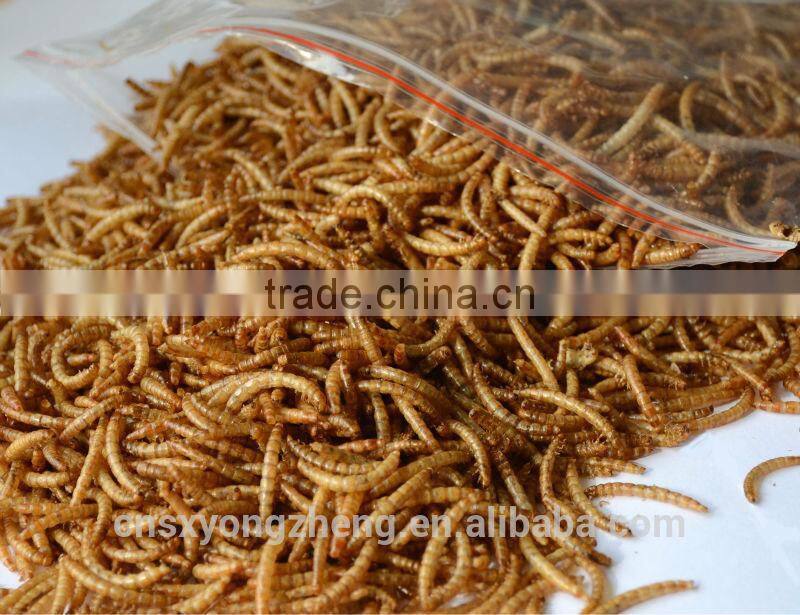 Canned Freeze Drying Mealworms