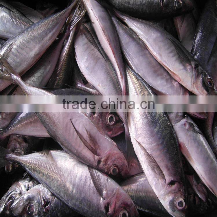 Canned fish horse mackerel japanese horse mackerel fish