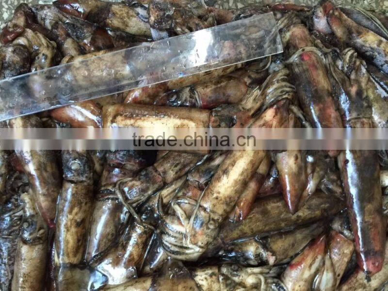 Frozen balck squid