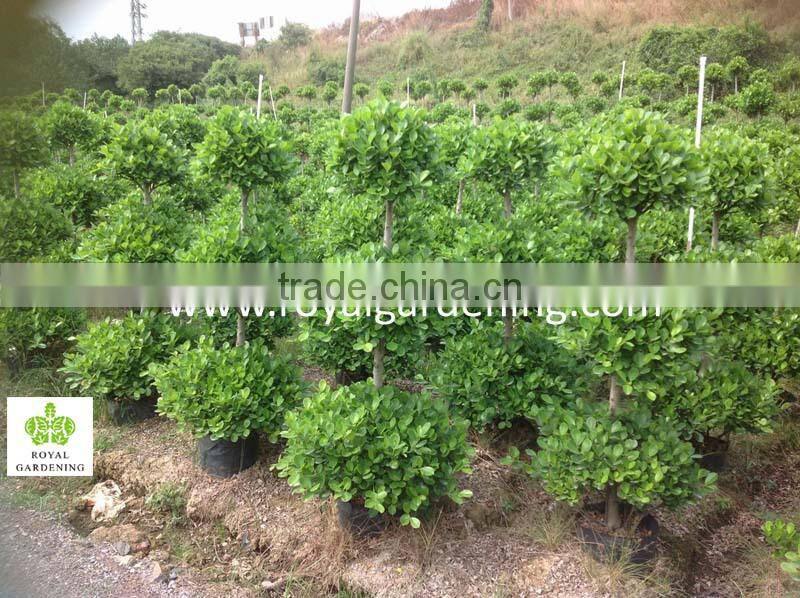 Ficus panda 3 steps ,cone shape nursery for landscaping high 1.5-2.5m