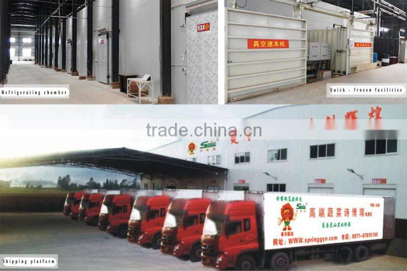 Fresh vegetable pakchoi cabbage frozen cabbage