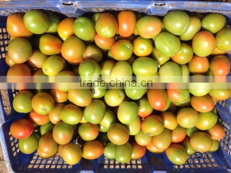 FRESH TOMATOES cheap