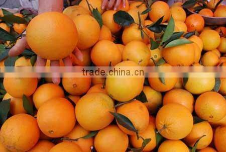 2015 fresh navel orange from jiangxi on sell
