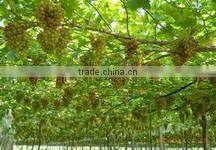 sultana raisin-new crop