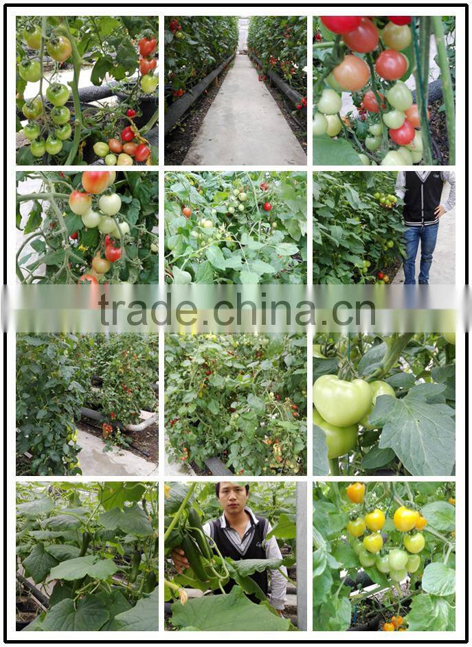 2014 Indeterminate Growth High Yield TY Resistance Pink Cherry Tomato Seeds For Growing-King Pearl