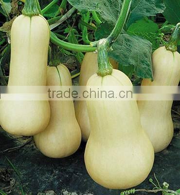 Hybrid milk white Pumpkin seeds chinese vegetable seeds For Growing-cream pumpkin