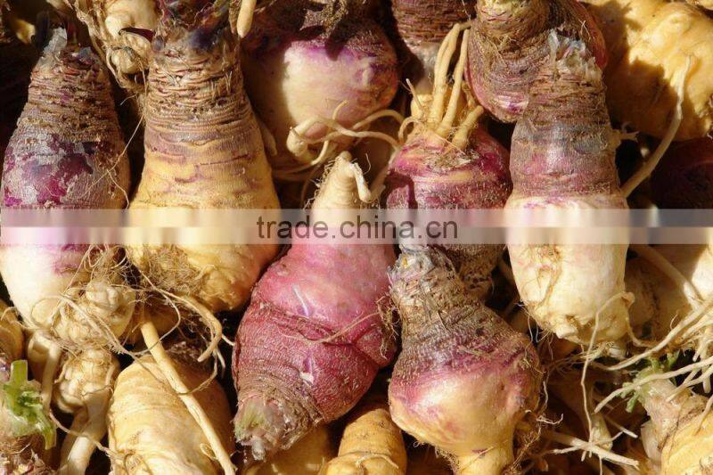 Natural Maca Root Extract Powder