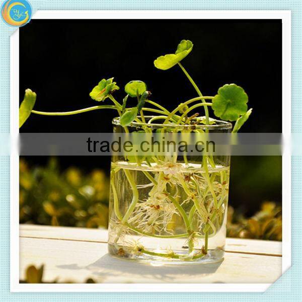 Clear glass vases for home decoration