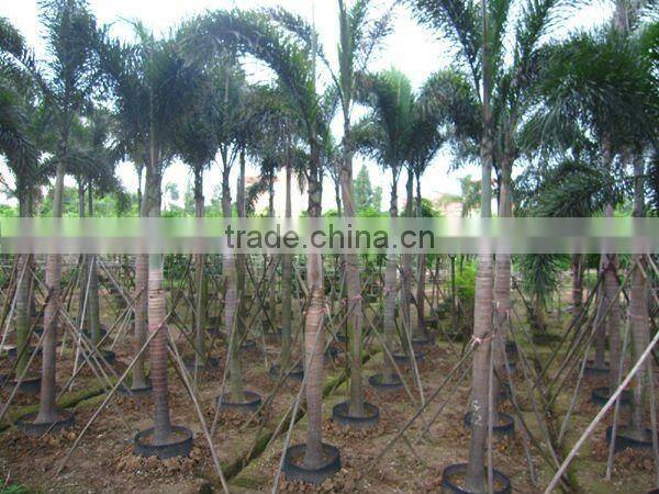 wodyetia bifurcata palm trees