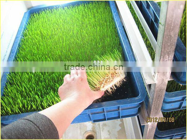 Cattle Fodder Sprout Making Machine | Hydroponic Cattle Fodder Sprout Making Machine | Hydroponic Fodder Making Machine