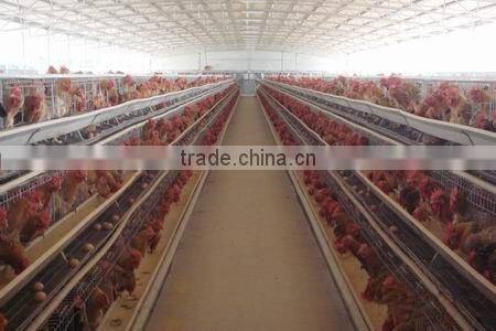 2015new design chicken shed