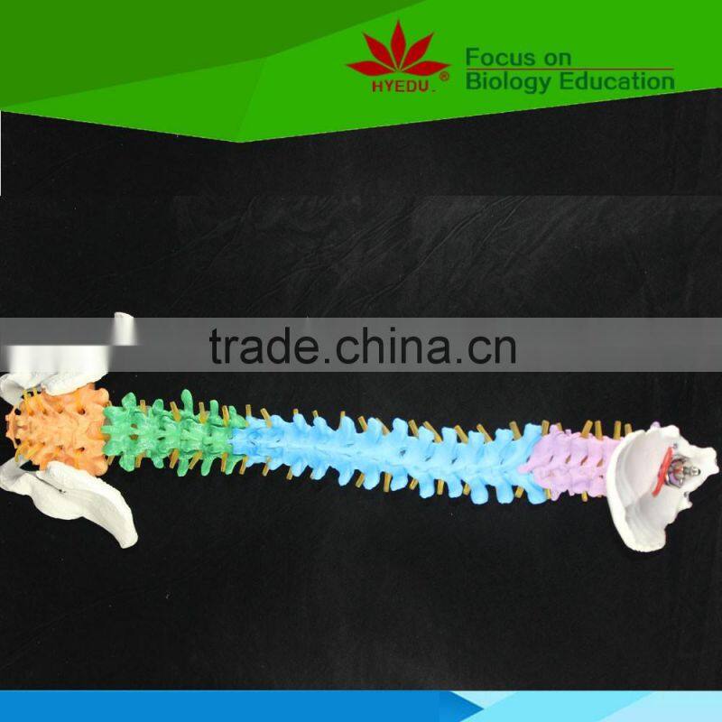 High quality Flexible spinal column with colour coded regions