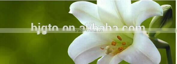 GTO brand 540 pins titanium needle blue derma roller