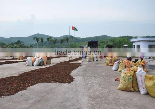 Viet Nam Star Aniseed