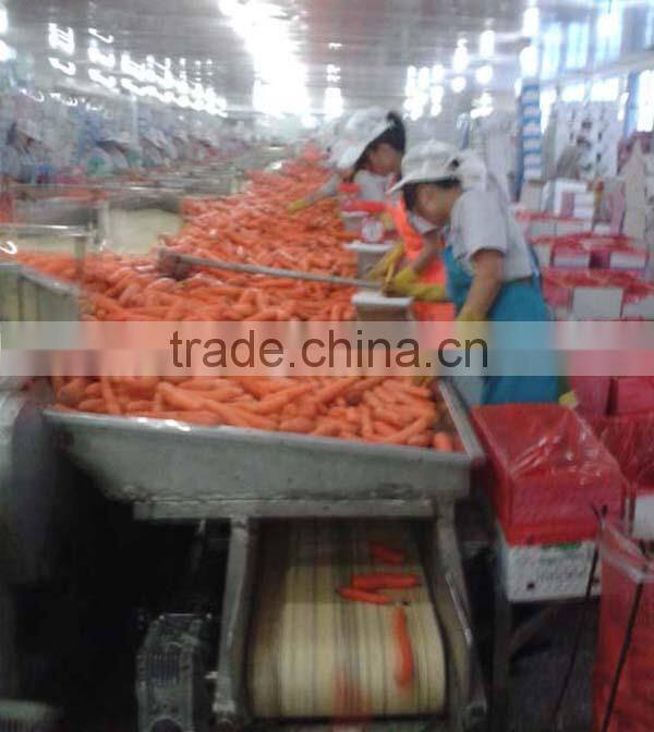 China new crop fresh carrot---hot sale !