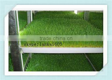 factory price Wheat or Oat Sprout Machine/Wheat or Oat Sprout equipment/bean sprout machine