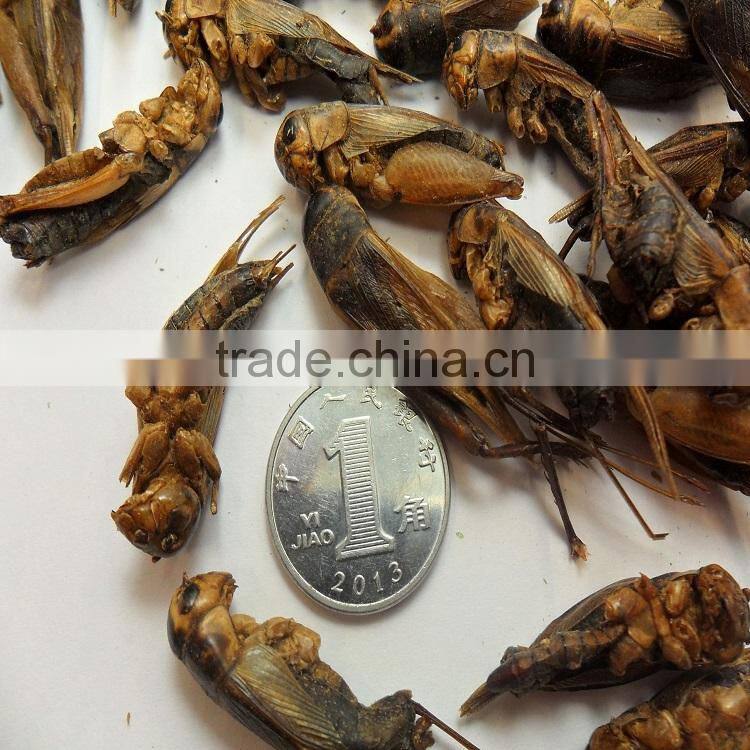 Microwave Dried Crickets For Pet Birds Food Manufacturer