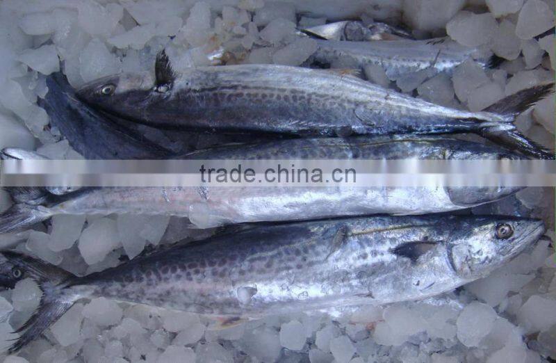 frozen spainish mackerel