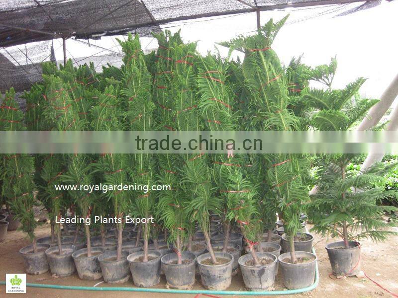 Araucaria cunninghamii