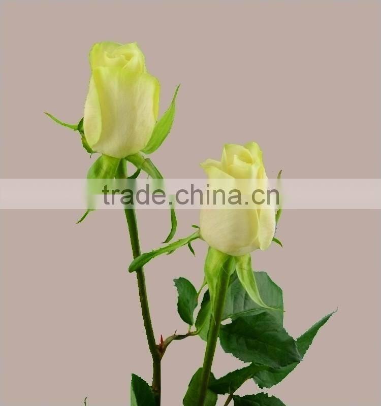 High-class fresh cut flowers colombia silk vision flowers wholesale kunming flower exporter from rolane