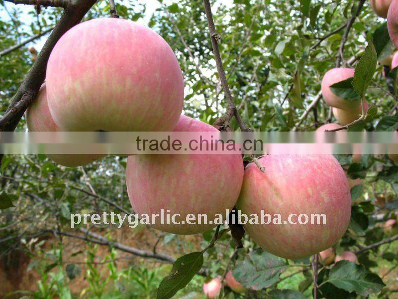 red Fuji apple 2011 crop