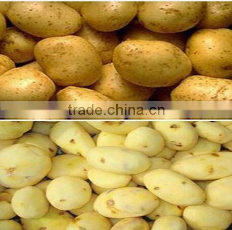 automatic ginger /carrots /roots vegetable cleaning machine