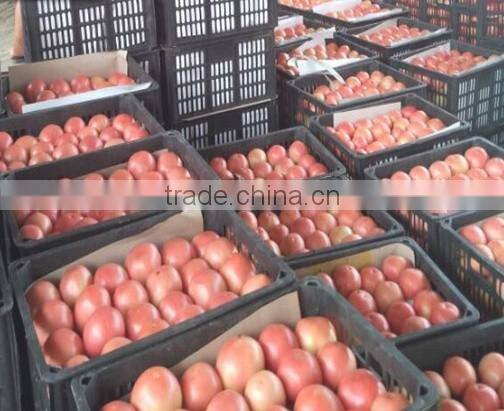 Fresh tomato exporter from China