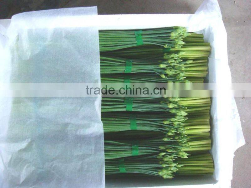 2015 new arrival hot sale fresh onion flowers from professional factory