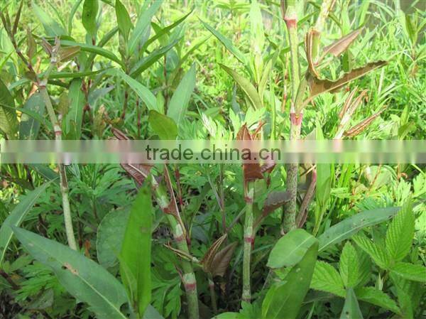 Water-Soluble Resveratrol