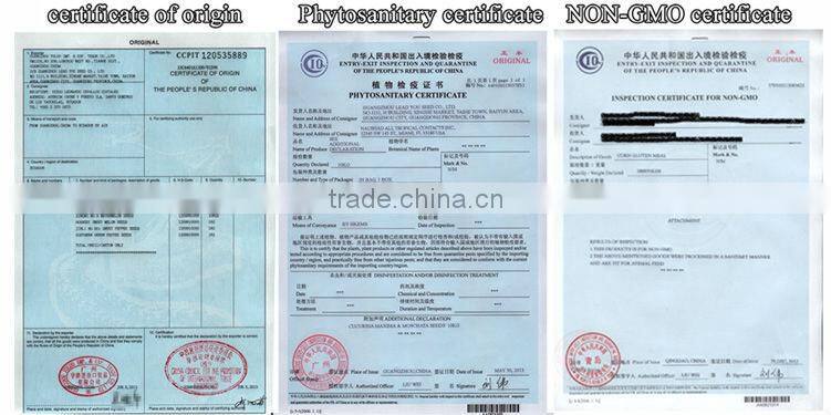 ACO011 Yumi yellow skin f1 hybrid super sweet corn seeds