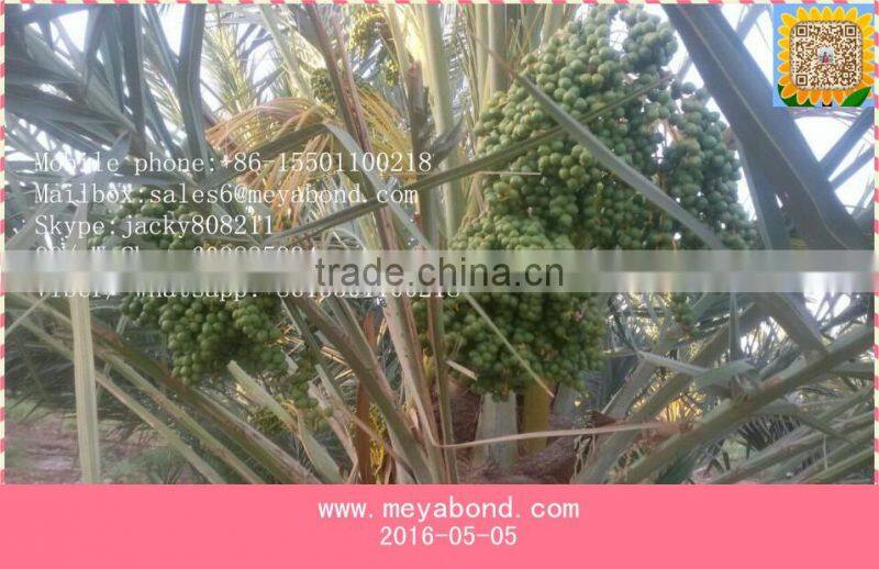 mesh bag for collect and protect dates