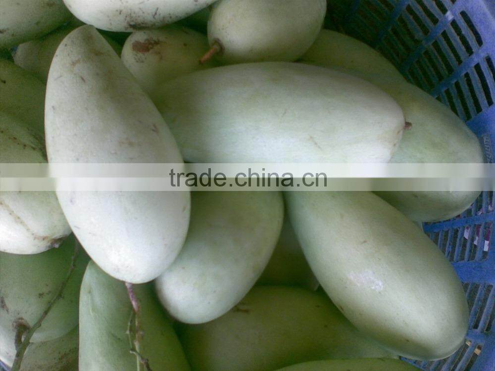 Best Price Fresh Yellow Mango with High Quality
