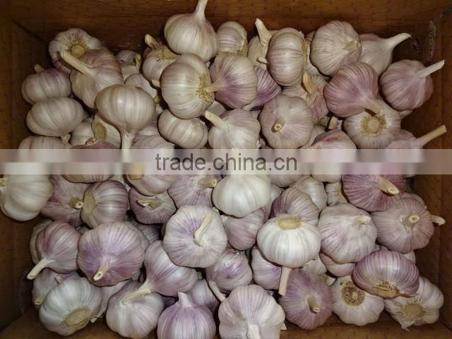 Chinese Fresh Normal White Garlic New Crop 2016 Top Quality