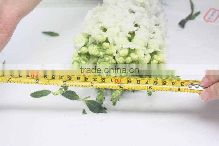 Reasonable price hot-sale high germination snapdragon seeds
