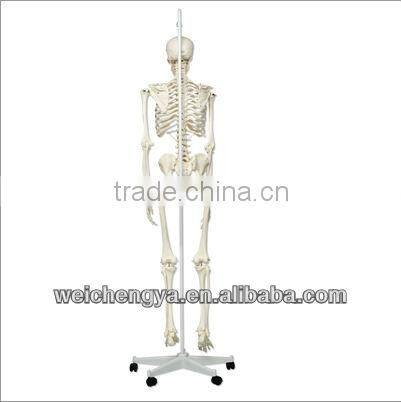 Biological Science Human Model Standard 85cm Skeleton on Pelvic Mounted Base