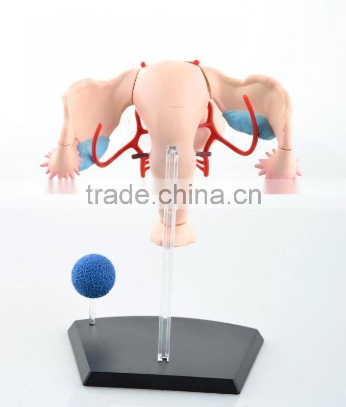 V-HM10 4D MASTER Female uterus model