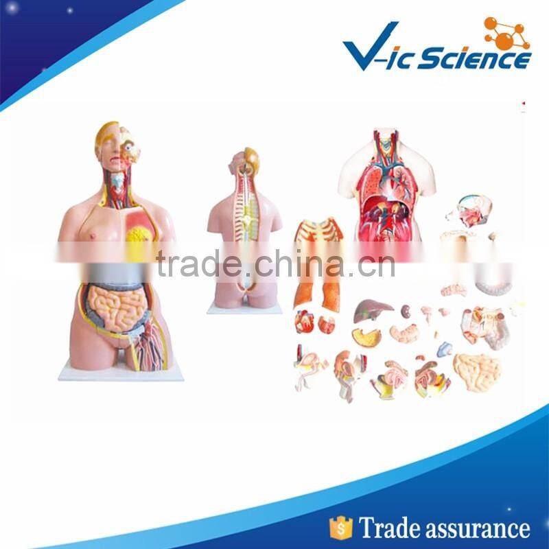 Top quality school needs torso and medical models with 28 parts