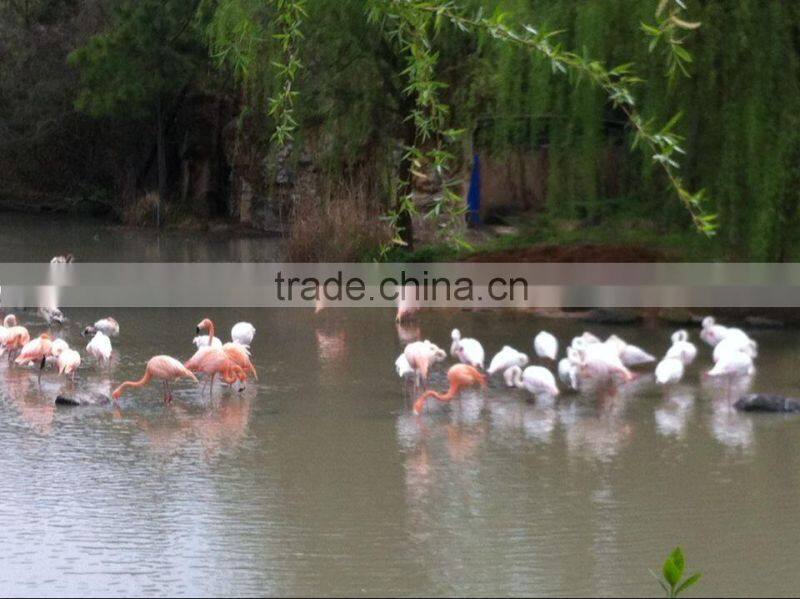 Hot selling plastic mallard duck decoys for sale